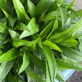 Photo of the plant species Seaside Goldenrod by @JazzyFynbosaloe named Muhammad Ali on Greg, the plant care app