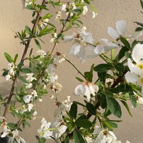 Photo of the plant species Sweet Mock Orange by @JazzyFynbosaloe named Kendall on Greg, the plant care app
