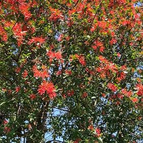 Photo of the plant species Ixora Dwarf Red by @JazzyFynbosaloe named Nemo on Greg, the plant care app