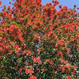 Photo of the plant species Ixora Dwarf Red by @JazzyFynbosaloe named Luna on Greg, the plant care app