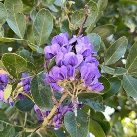 Photo of the plant species Texas Mountain Laurel by @AbsoluteMorombe named Lola on Greg, the plant care app