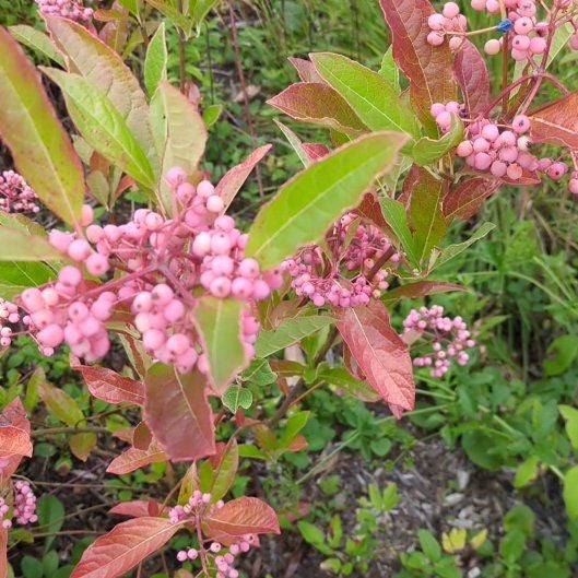 Photo of the plant species Brazilian Peppertree by @HipMum62 named Zion on Greg, the plant care app