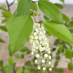 Photo of the plant species Black Chokecherry by @SirLychee97 named Maya on Greg, the plant care app