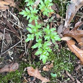 Photo of the plant species Japanese Climbing Fern by @SirLychee97 named Sahara on Greg, the plant care app