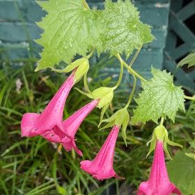 Photo of the plant species Firecracker Plant by @SirLychee97 named Wall-E on Greg, the plant care app