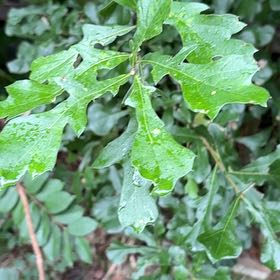 Photo of the plant species Water Oak by @SirLychee97 named Ulysses S Plant on Greg, the plant care app