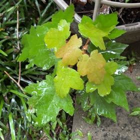 Photo of the plant species Hedge Maple by @SirLychee97 named Fernie Mac on Greg, the plant care app