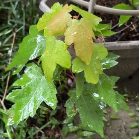 Photo of the plant species Drummond's Maple by @SirLychee97 named Kendall on Greg, the plant care app