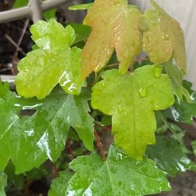 Photo of the plant species Hedge Maple by @SirLychee97 named Marley on Greg, the plant care app