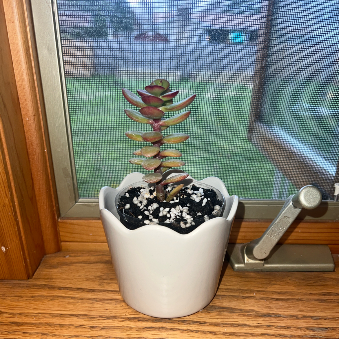Photo of the plant species Miniature Jade Plant by @mdr2025 named Coco on Greg, the plant care app