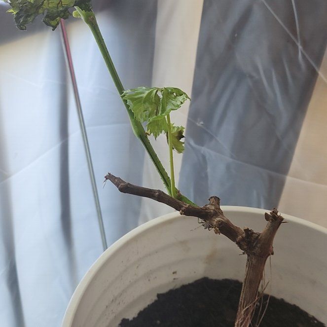 Photo of the plant species Candice Seedless Grape by @NewGrandfir86 named Candace on Greg, the plant care app
