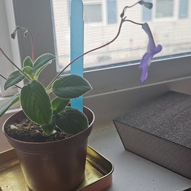 Photo of the plant species Streptocarpella 'Concord Blue' by @KeyAloevera68 named Stella on Greg, the plant care app