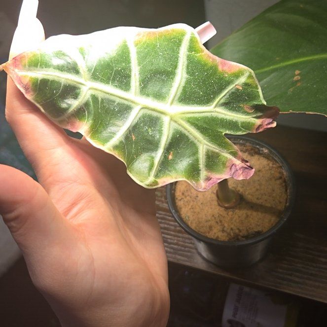 Photo of the plant species african mask by @SweetWeed84 named James Dean on Greg, the plant care app