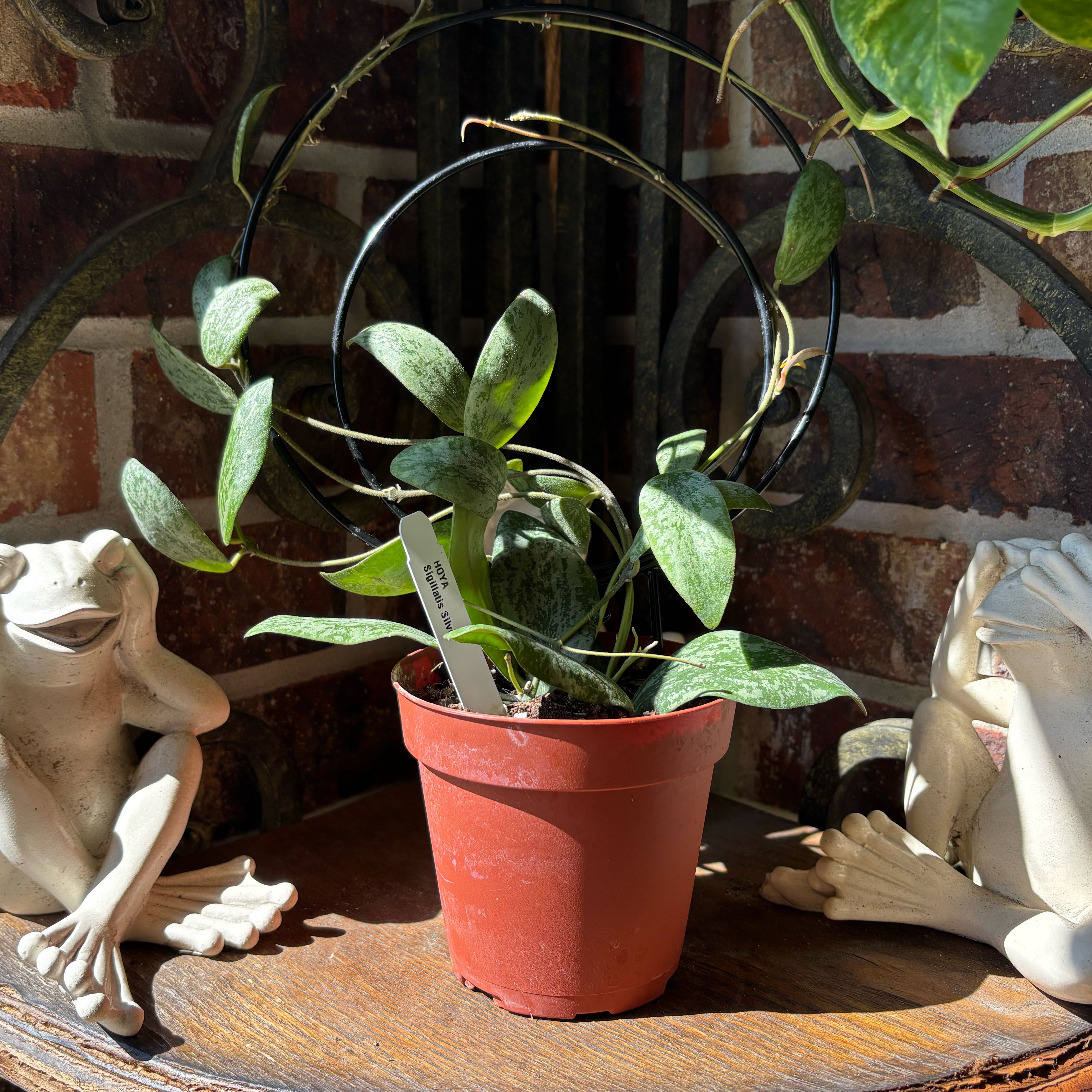 Photo of the plant species Hoya sigillatis silver by @HalfPintz named Fernie Saunders on Greg, the plant care app