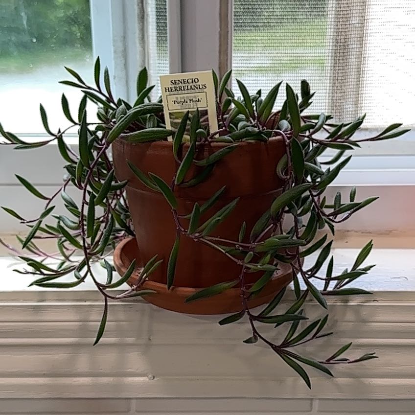 Photo of the plant species String Of Bananas by @GeniusBaldbrome named Nemo on Greg, the plant care app