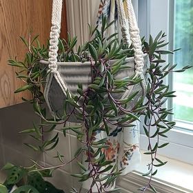 Photo of the plant species String Of Bananas by @GeniusBaldbrome named Dax on Greg, the plant care app