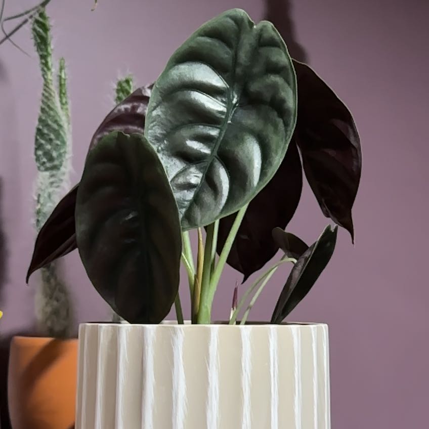 Photo of the plant species Alocasia Cuprea by @GeniusBaldbrome named Queen on Greg, the plant care app