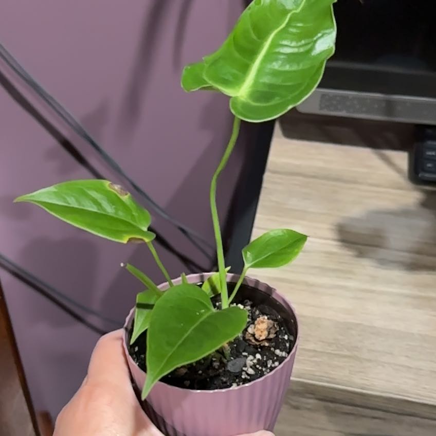 Photo of the plant species Anthurium veitchii by @GeniusBaldbrome named Messi on Greg, the plant care app