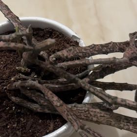 Photo of the plant species Euphorbia platypoda by Jenny named Morgan Treeman on Greg, the plant care app