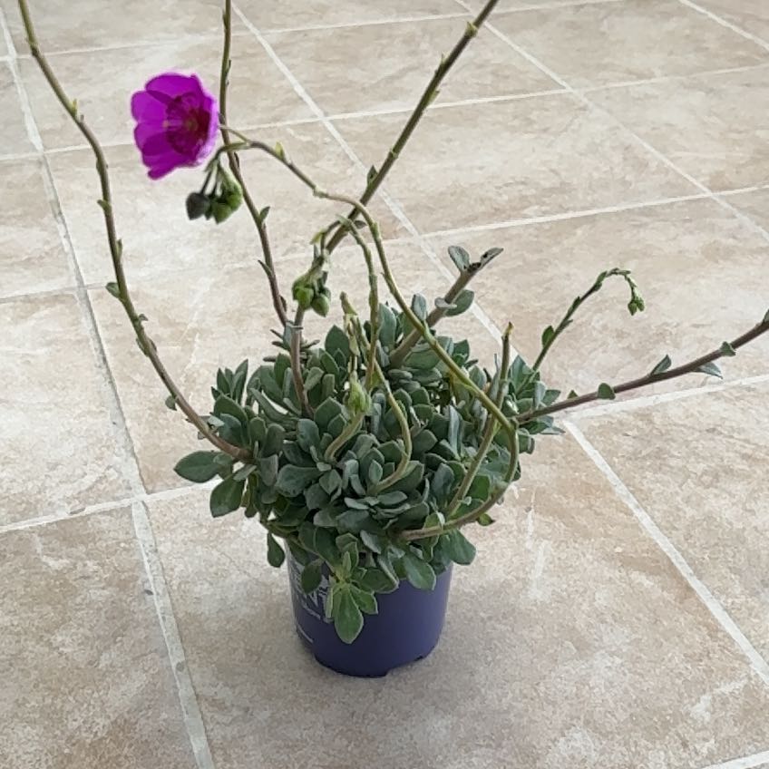 Photo of the plant species Rock Purslane Calandrinia spectabilis by @UnerringTawa42 named Leonardo on Greg, the plant care app