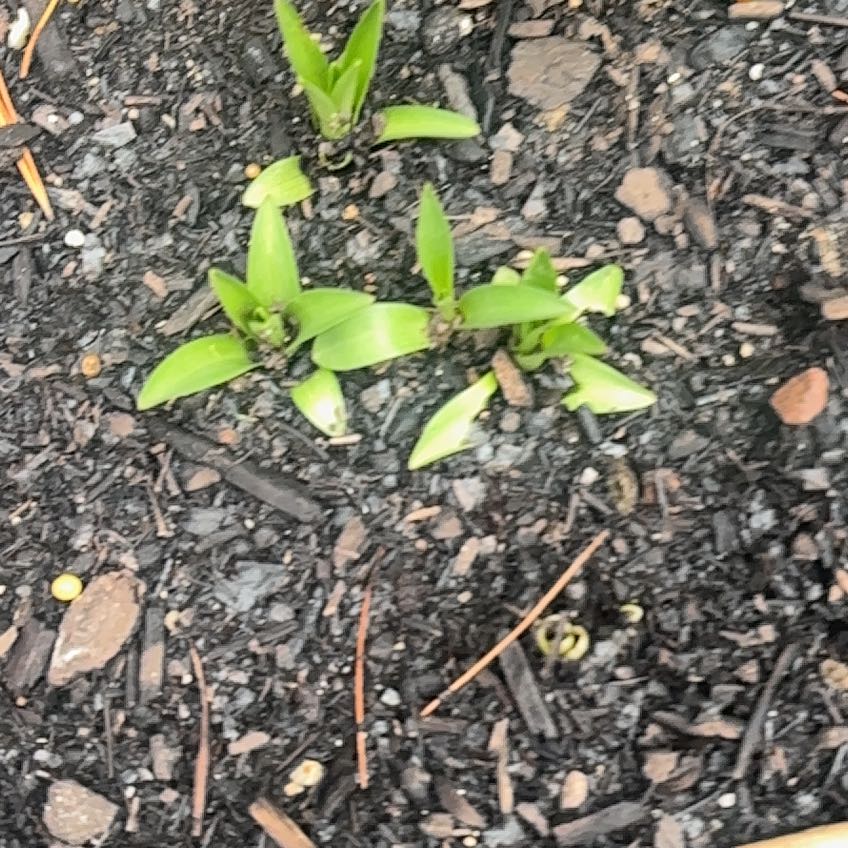 Photo of the plant species Ramsons by @SmileyRoussea named Mollie on Greg, the plant care app
