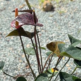 Photo of the plant species Painters Pallete black beuaty by @FitPinebush59 named Gregarious on Greg, the plant care app