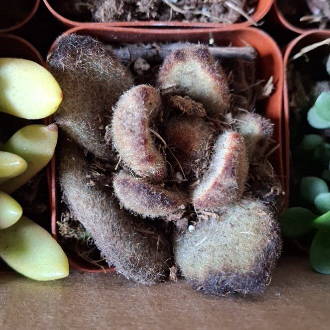 Photo of the plant species Hexastylis arifolia by @NeatPomelo9 named Ppink on Greg, the plant care app