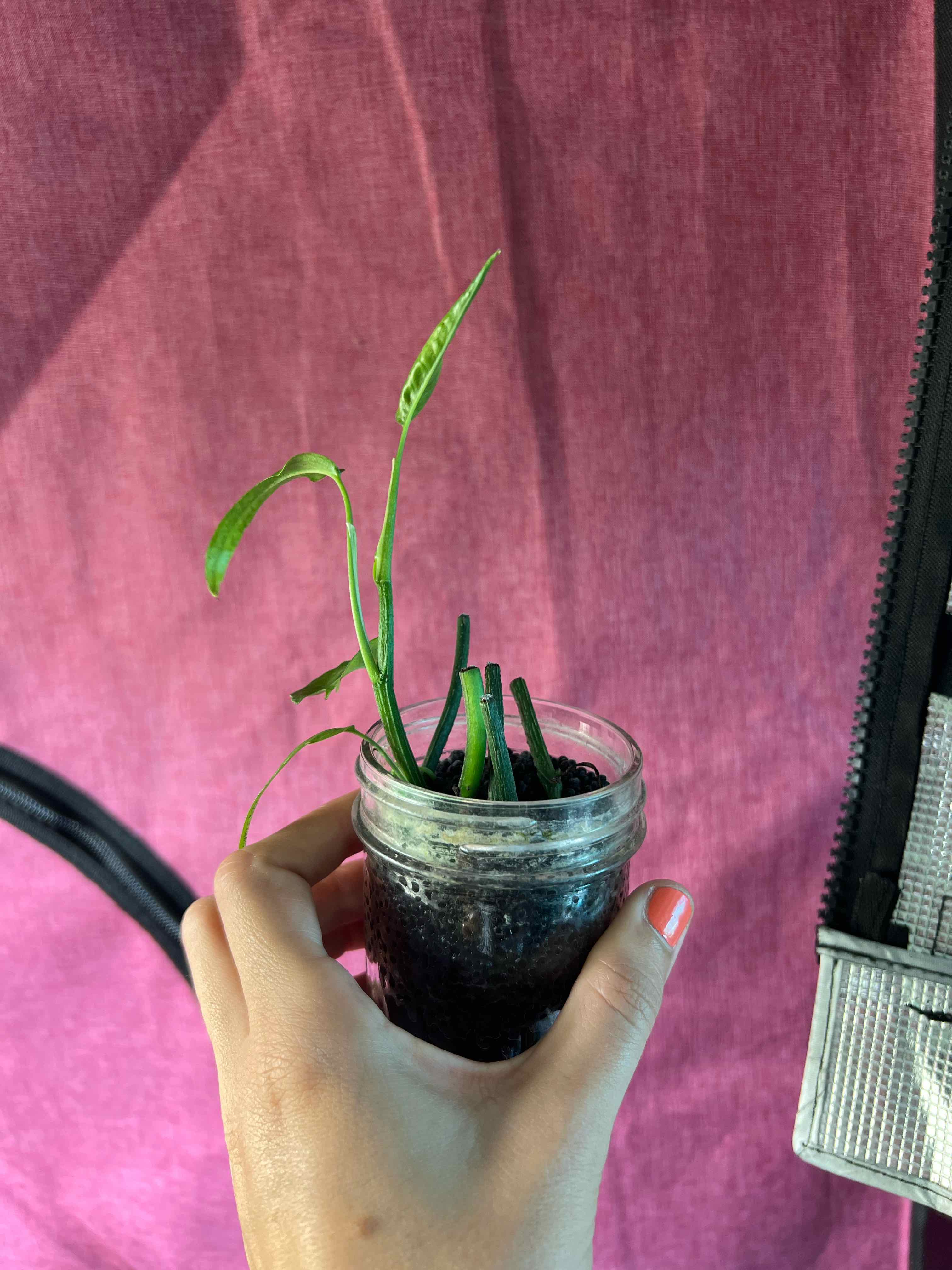 A small Skeleton Key Pothos plant in a glass jar with soil, held by a hand against a pink fabric background.