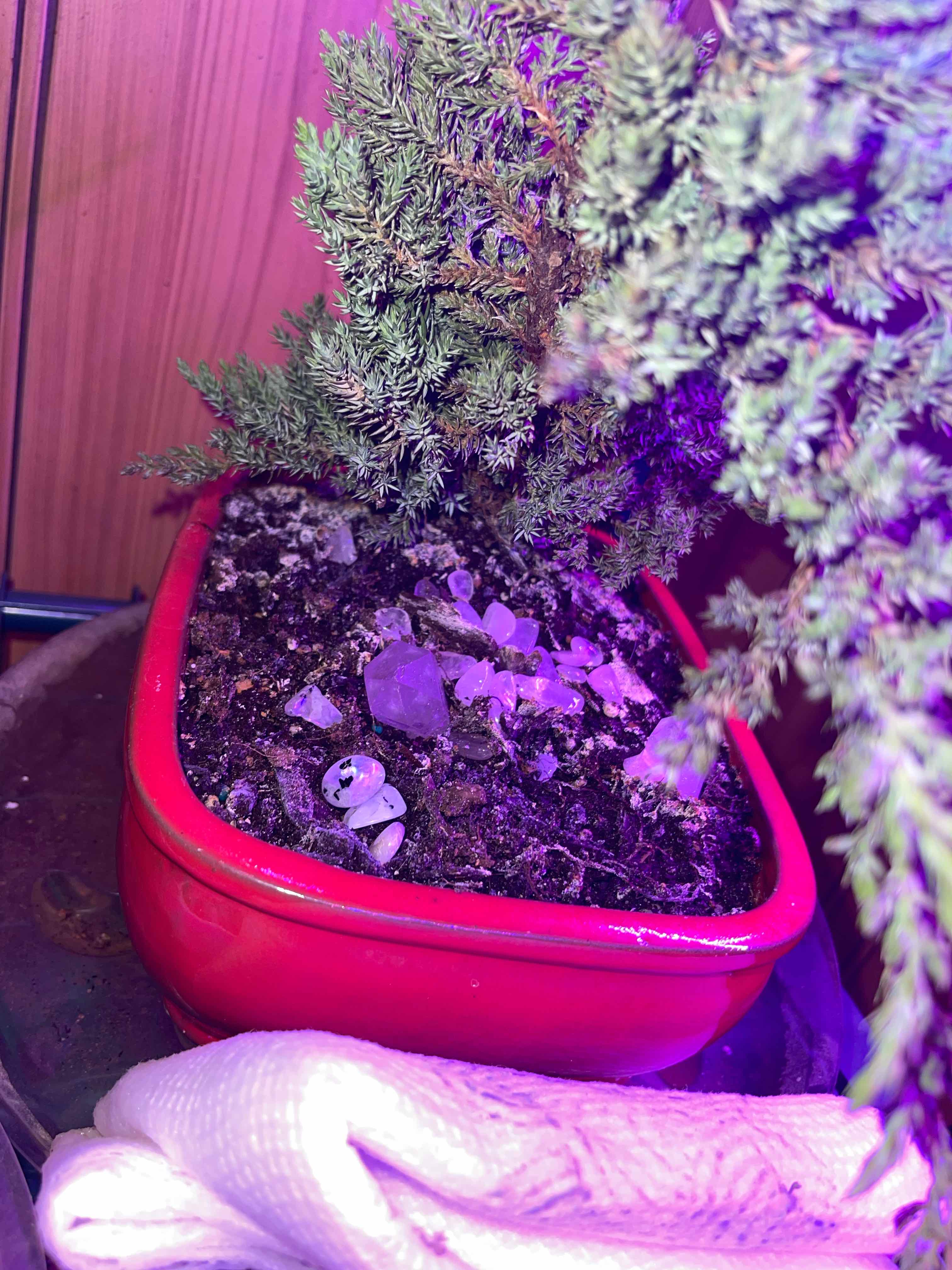 American Juniper plant in a red pot with visible soil and white objects on the soil surface.