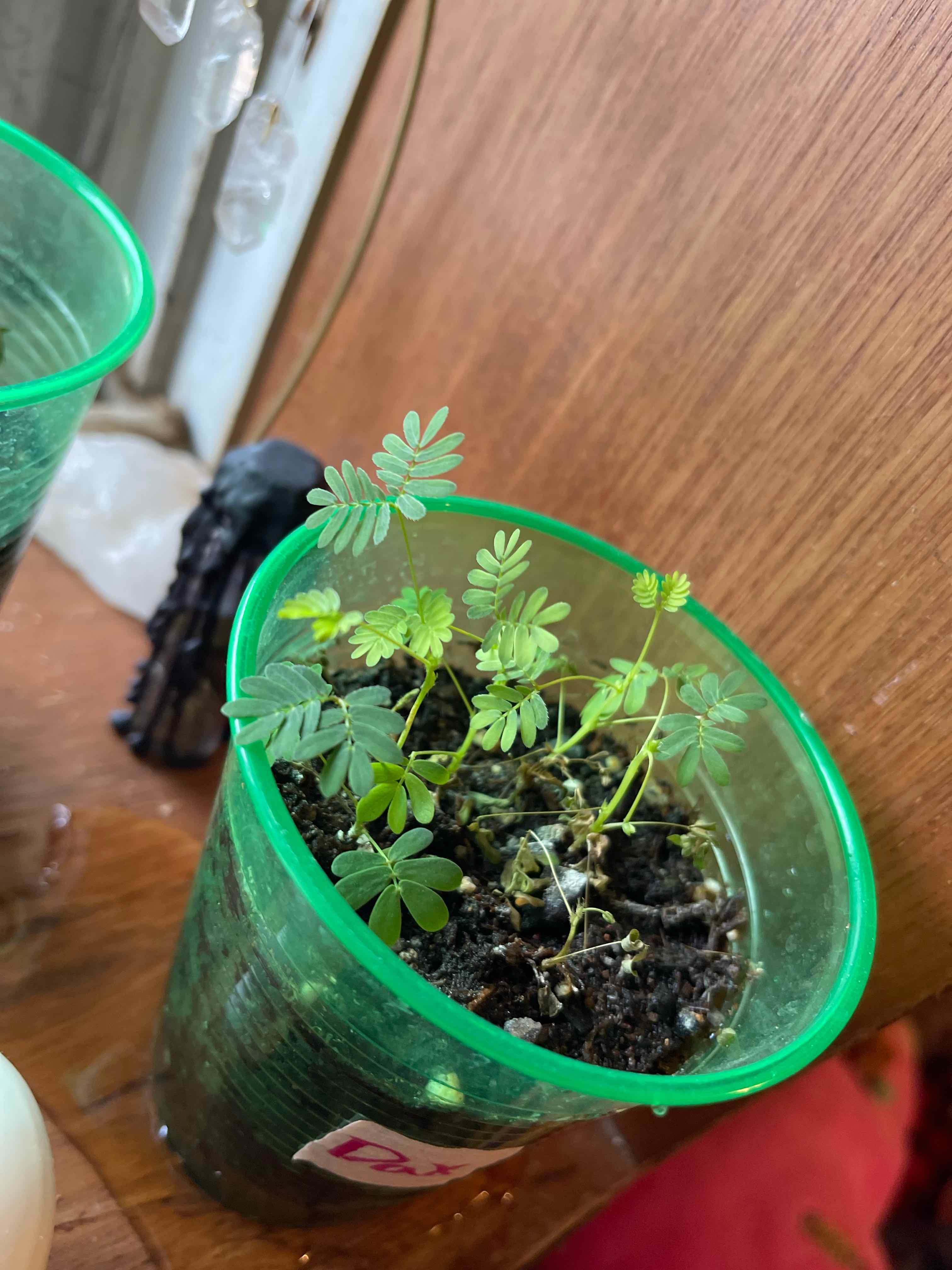 Young Sicklepod plant in a green plastic cup with moist soil and healthy leaves.