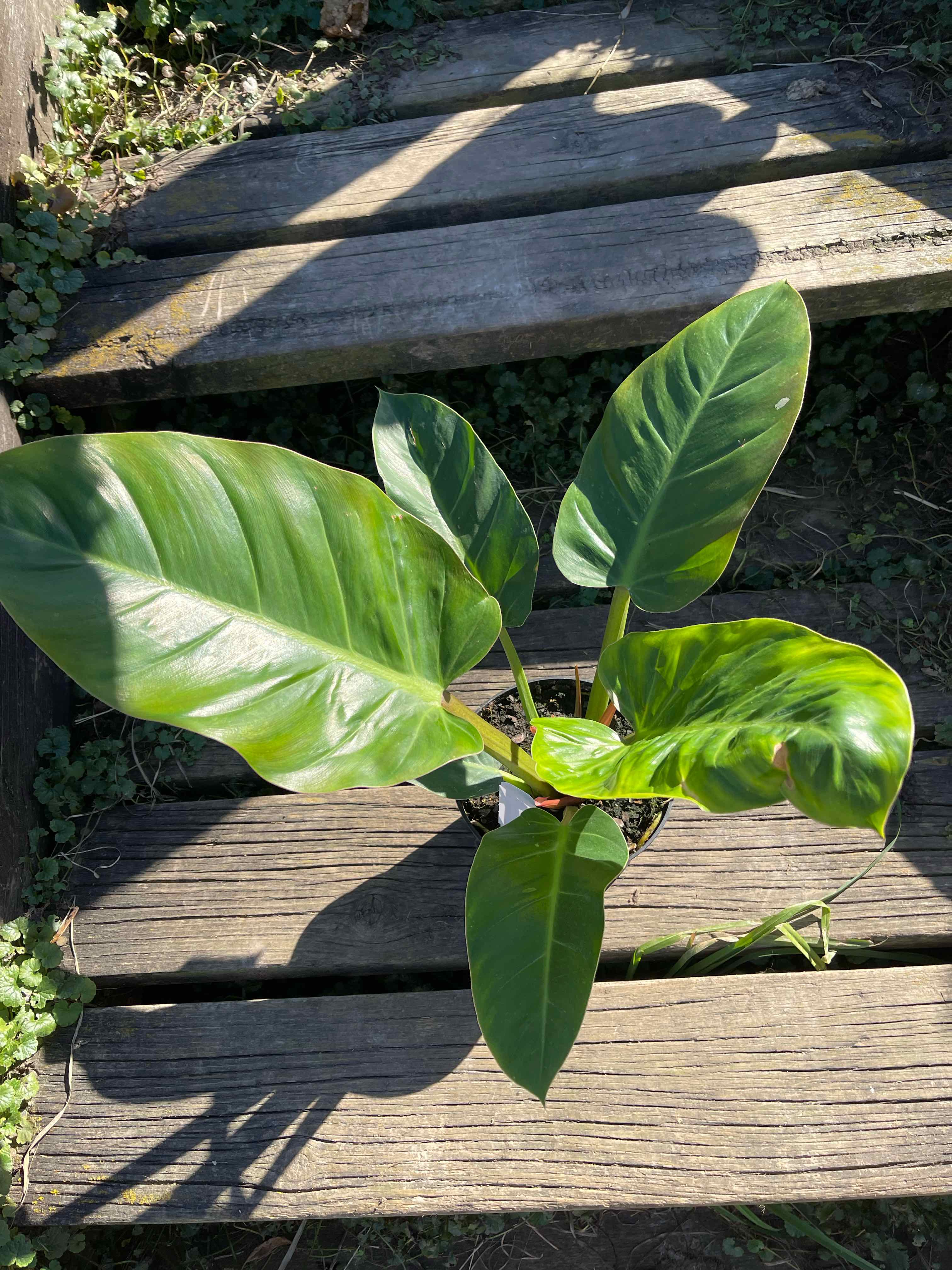 Philodendron Golden Melinonii plant with large, glossy green leaves on wooden steps.