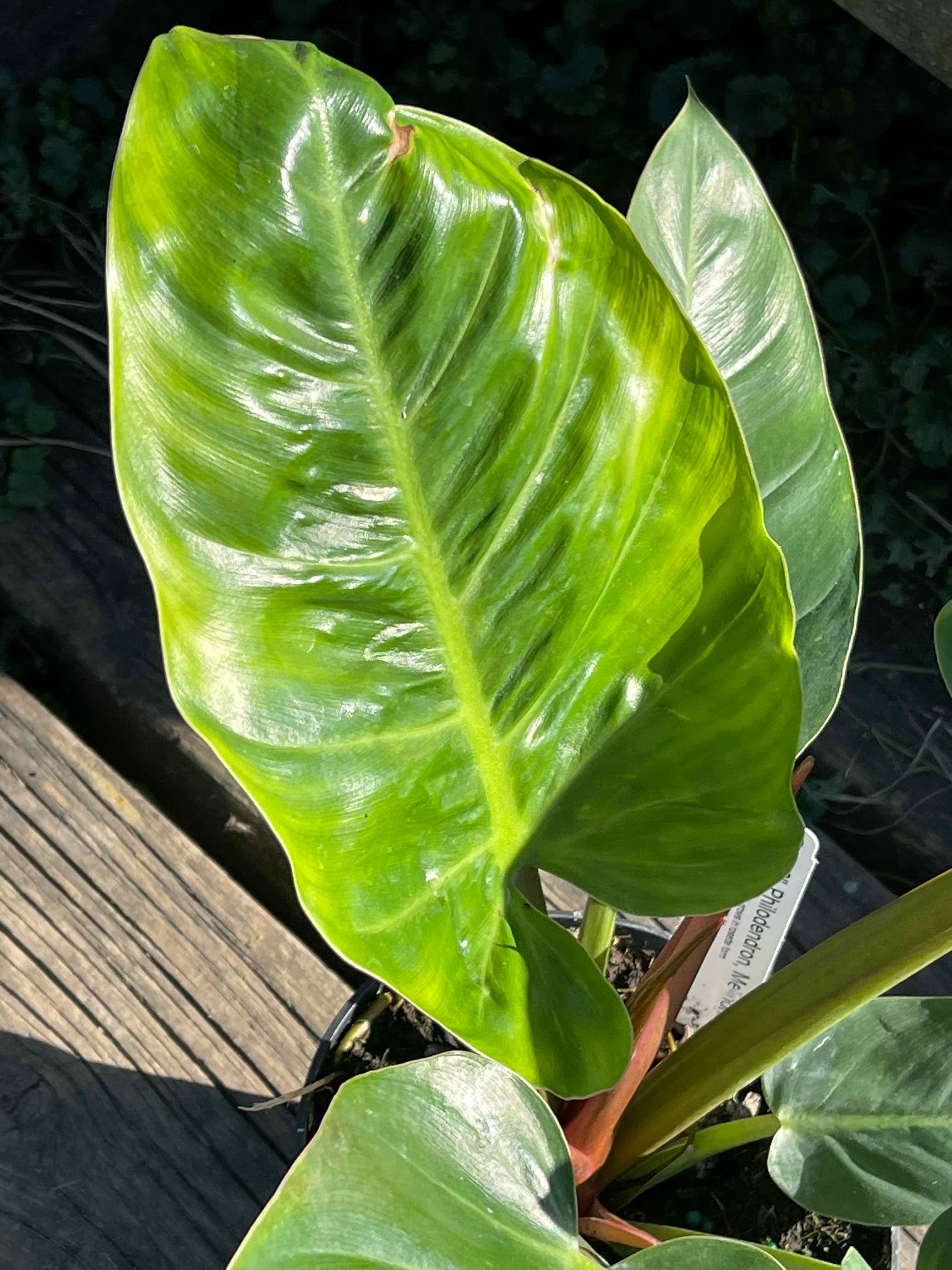 Philodendron Golden Melinonii with vibrant green leaves and visible soil.