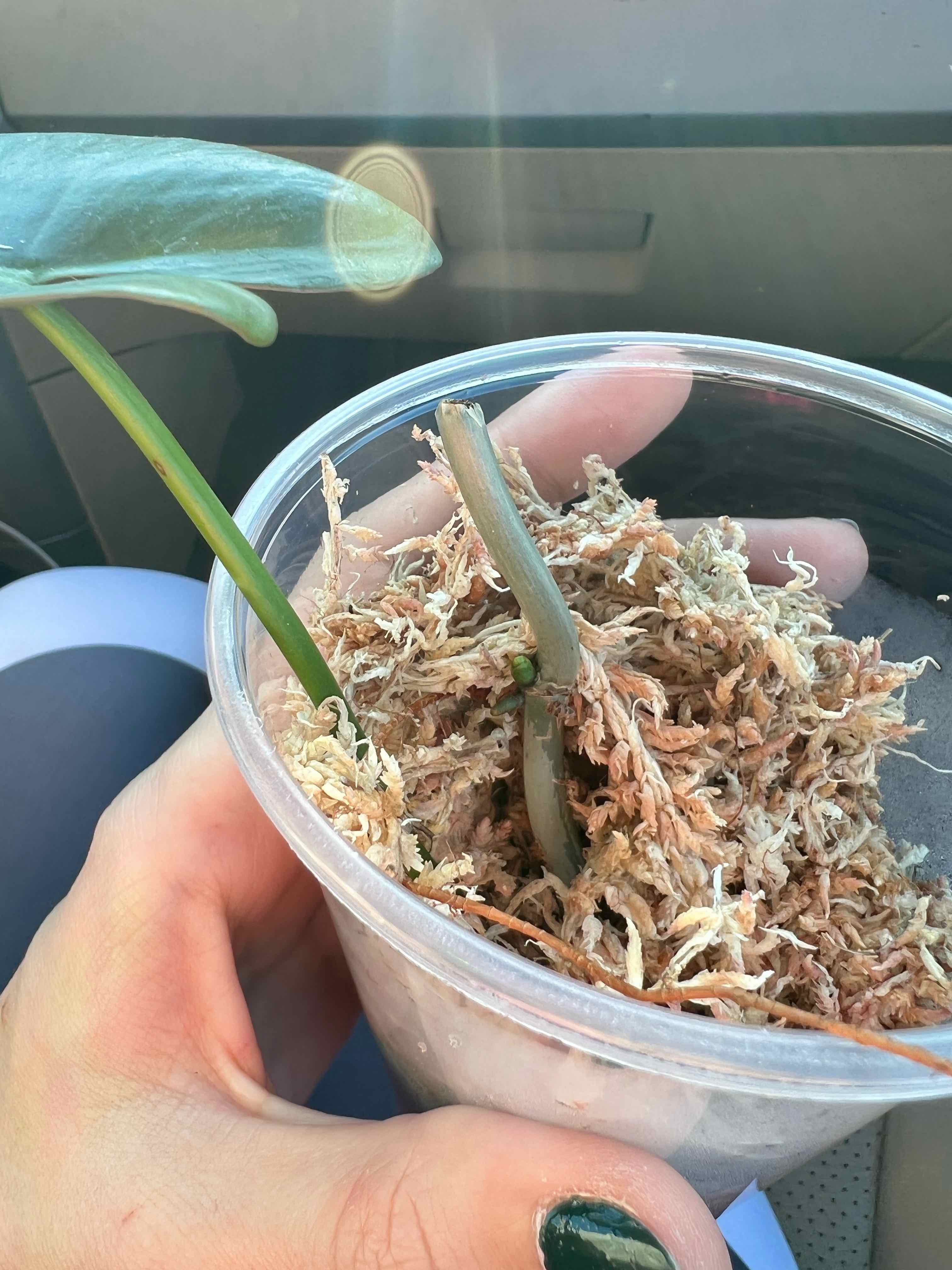Philodendron atabapoense plant in a clear plastic container with moss, held by a hand.