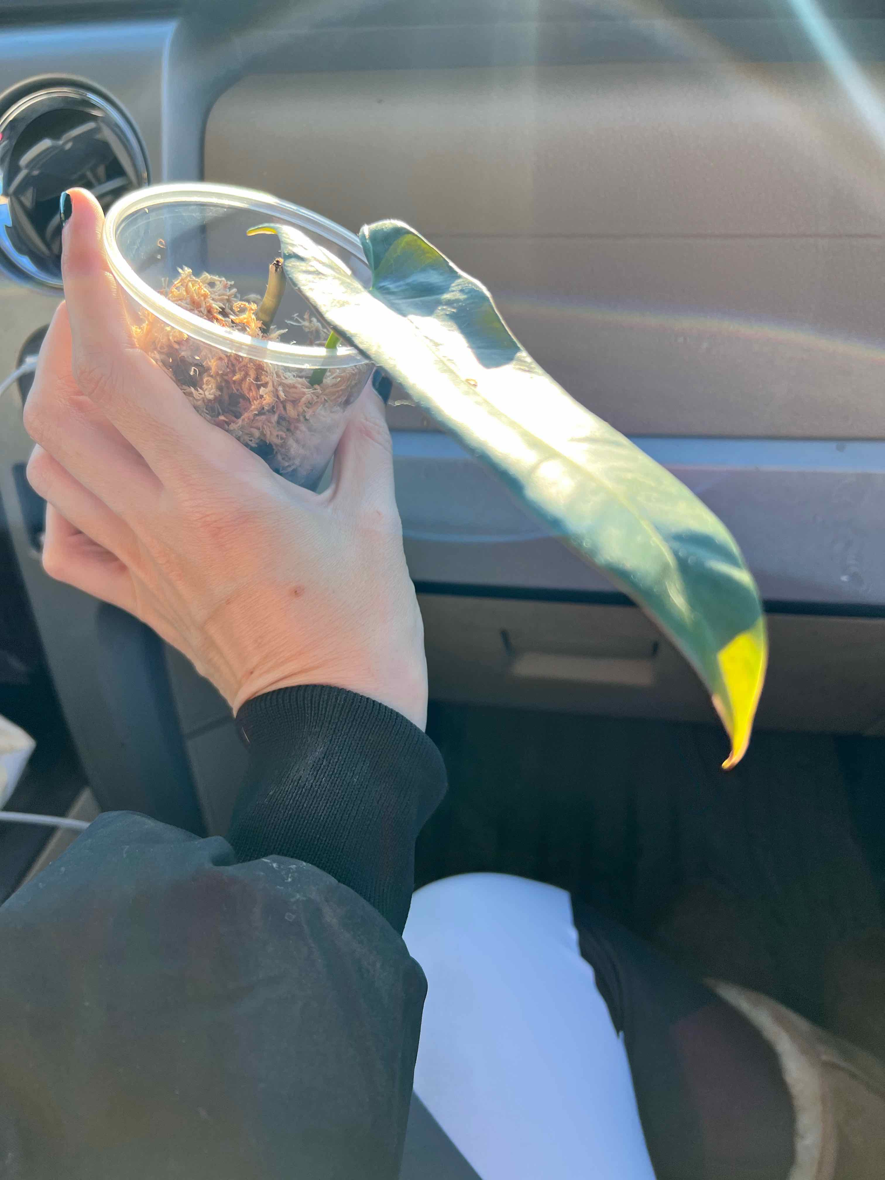 Philodendron atabapoense plant in a small container, held by a hand, with some yellowing at the leaf tip.