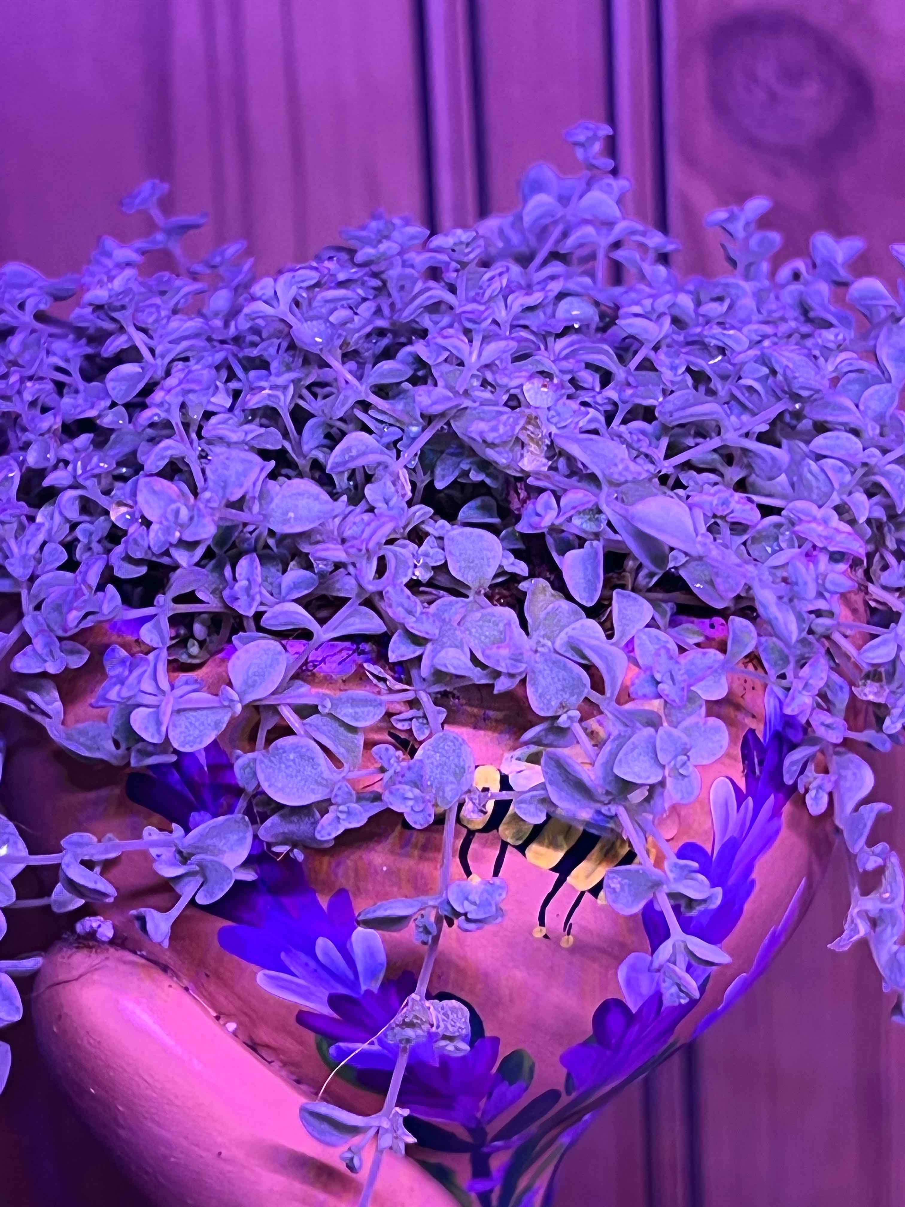 Pilea 'Silver Sparkle' plant in a decorative pot, appearing healthy with vibrant leaves.