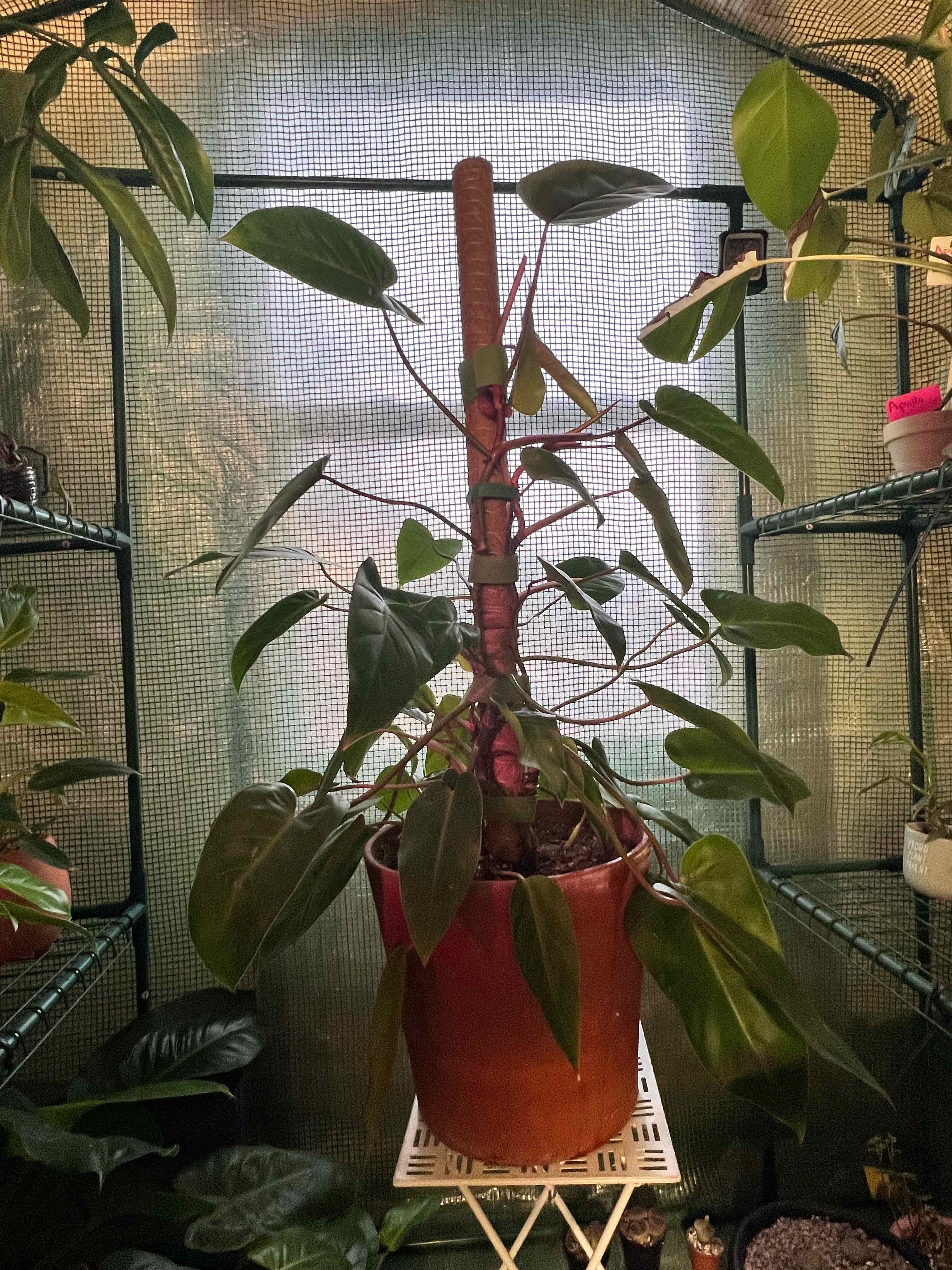 Philodendron 'Painted Lady' plant in a pot, placed on a stand in a greenhouse setting.