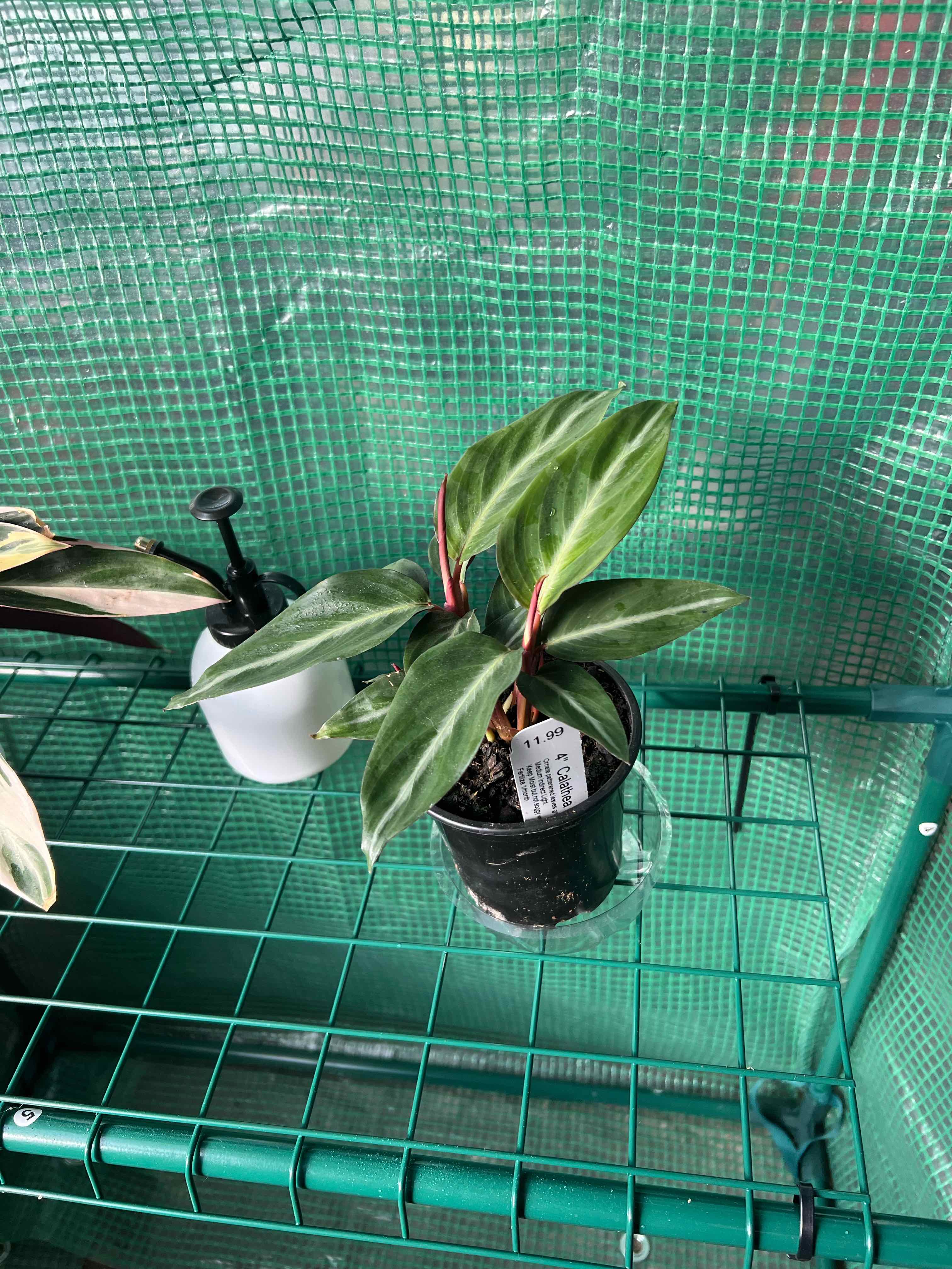 Prayer plant in a pot on a green wire shelf with a white spray bottle next to it.