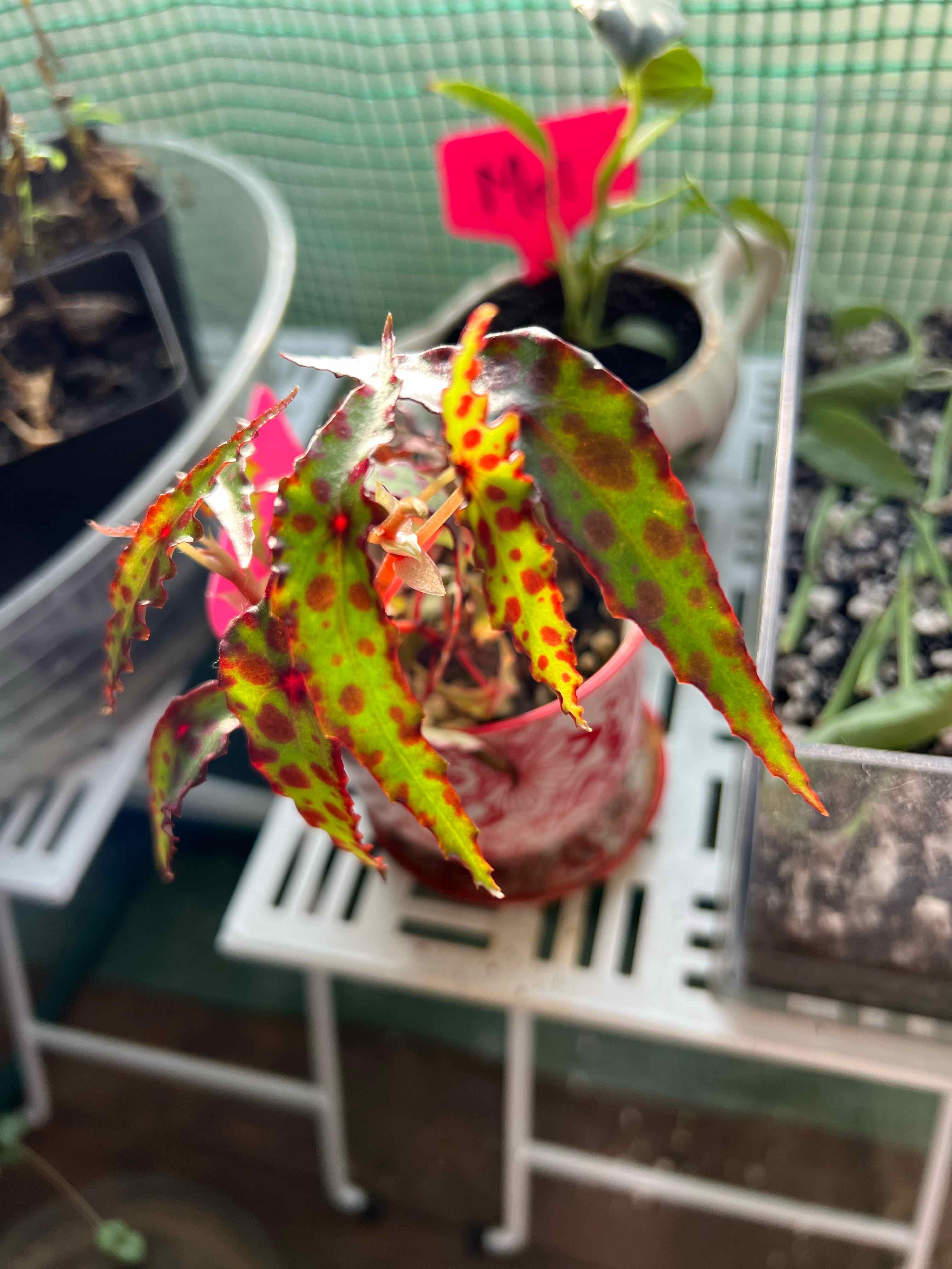 Begonia amphioxus plant with red spots on leaves in a small pot on a white stand.