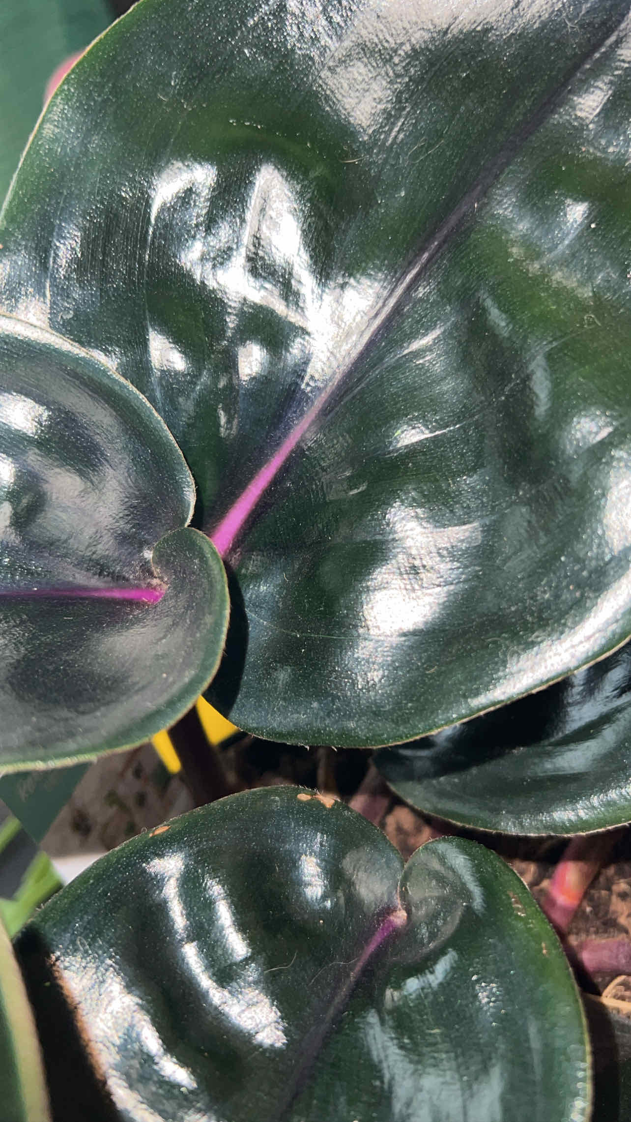 Close-up of Geogenanthus ciliatus with dark, glossy leaves and purple veins.