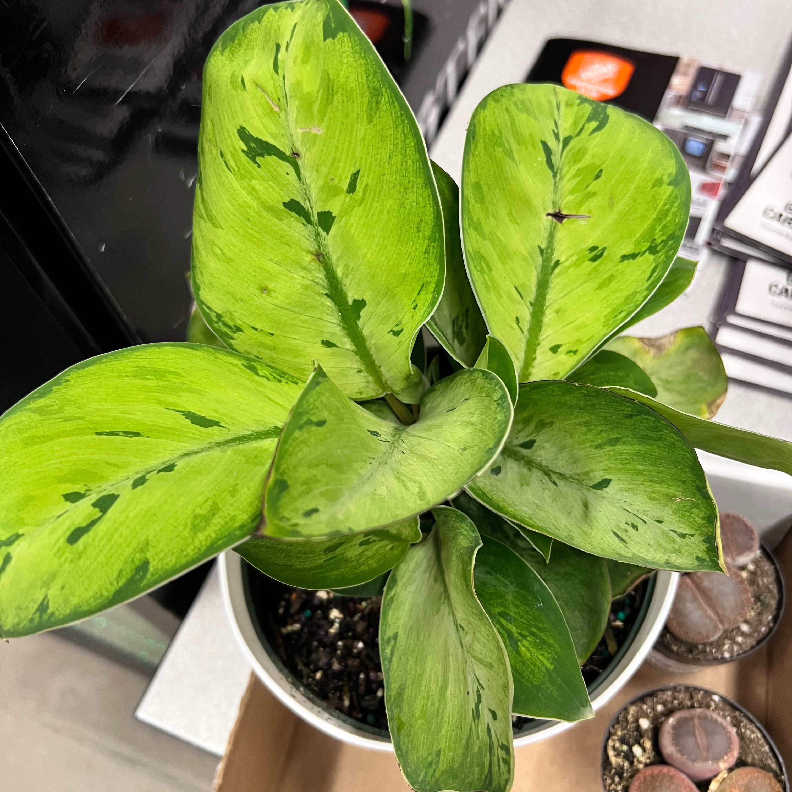 Homalomena 'Selby' plant with green variegated leaves in a pot with visible soil.