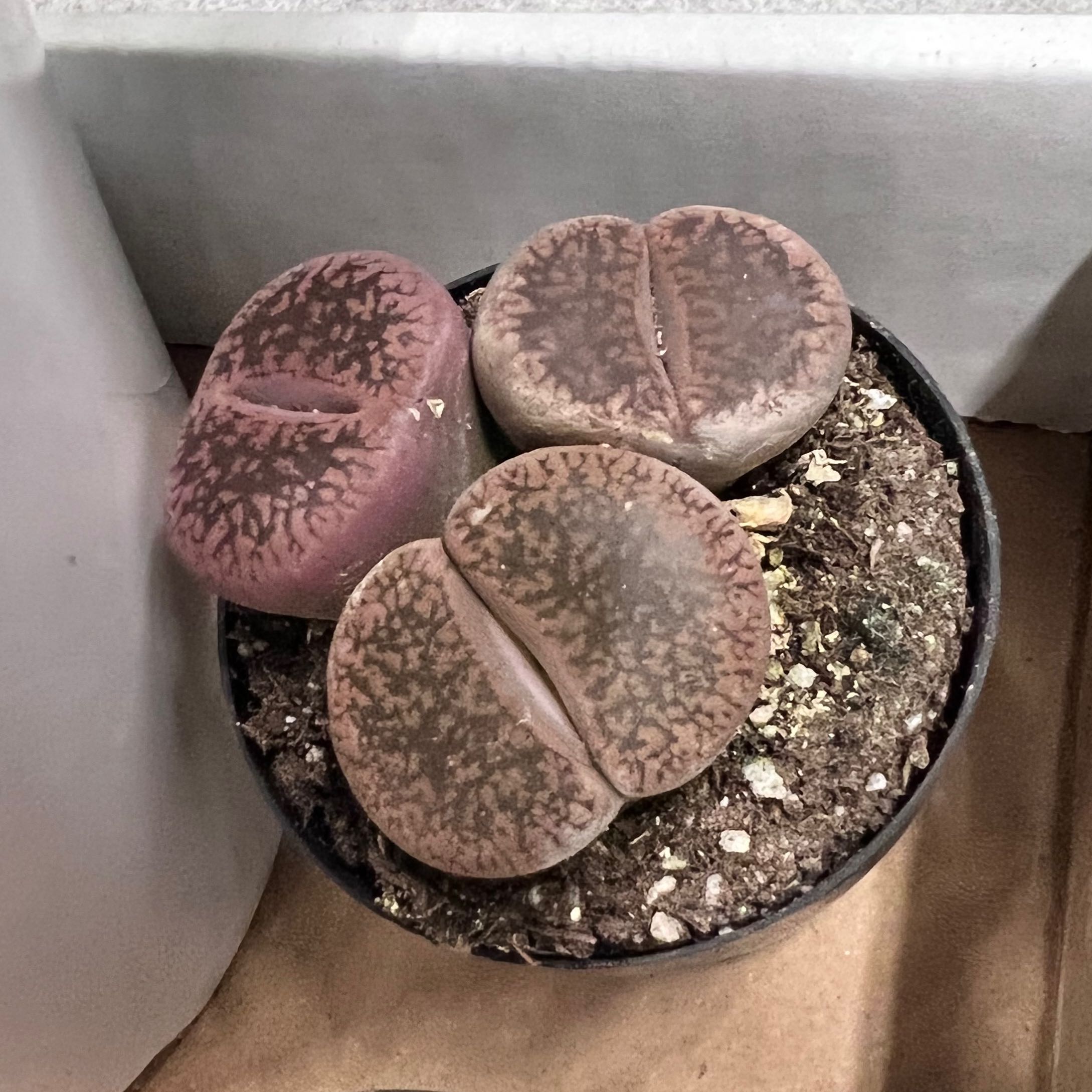 Image of a potted Rubra Lithops plant with three healthy living stones.