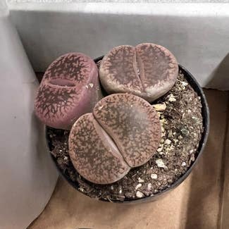 Rubra Lithops plant in Somewhere on Earth