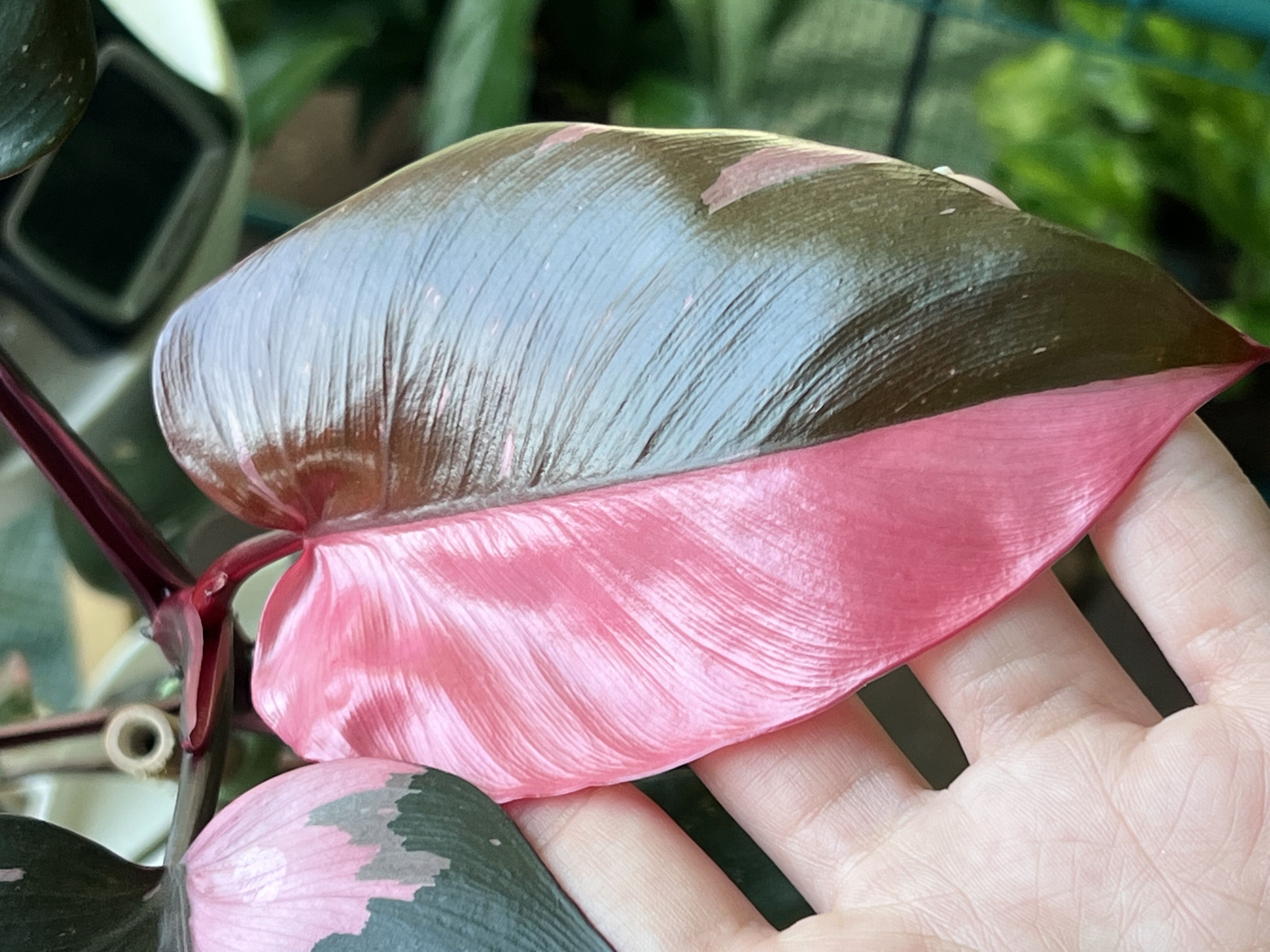 Pink Princess Philodendron plant photo by @Theplantypony named Primrose on Greg, the plant care app.