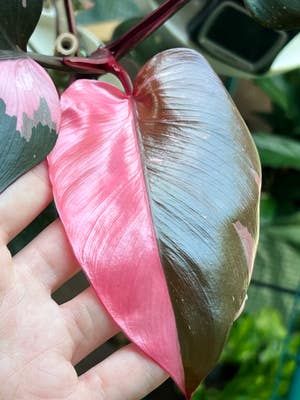 Pink Princess Philodendron plant photo by Theplantypony named Primrose on Greg, the plant care app.