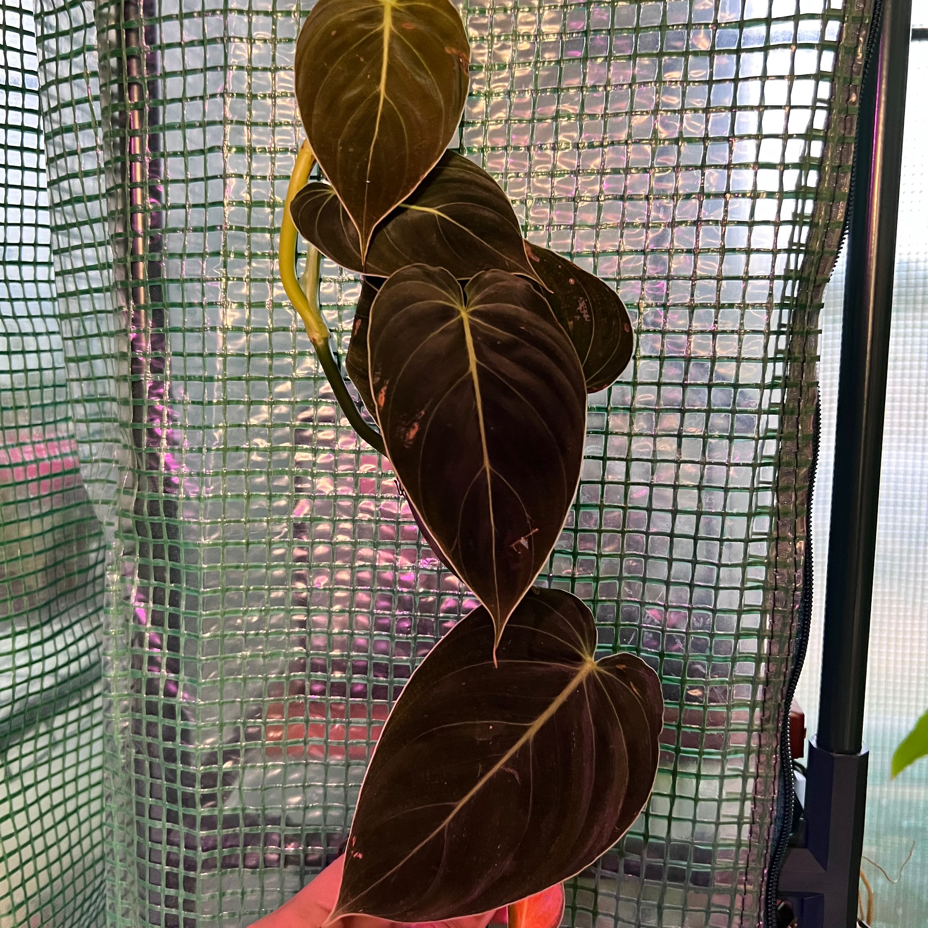 Black Gold Philodendron with dark, glossy leaves held by a hand against a mesh screen.