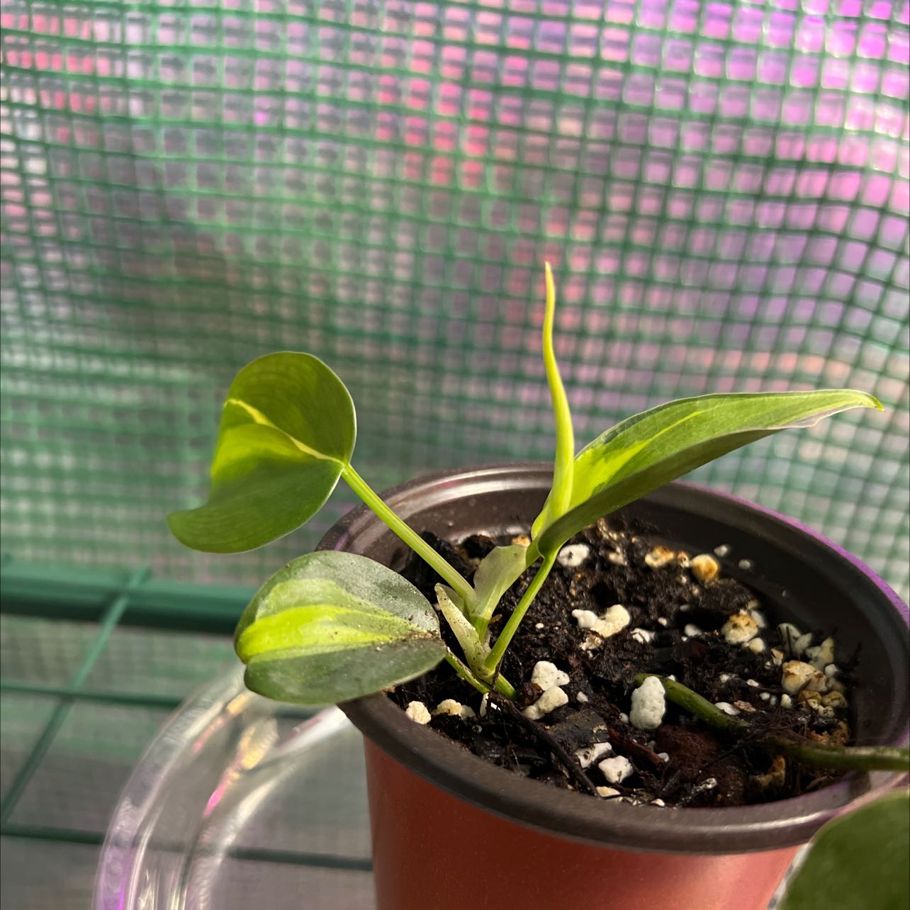 Young Brazil Philodendron plant in a small pot with visible soil.