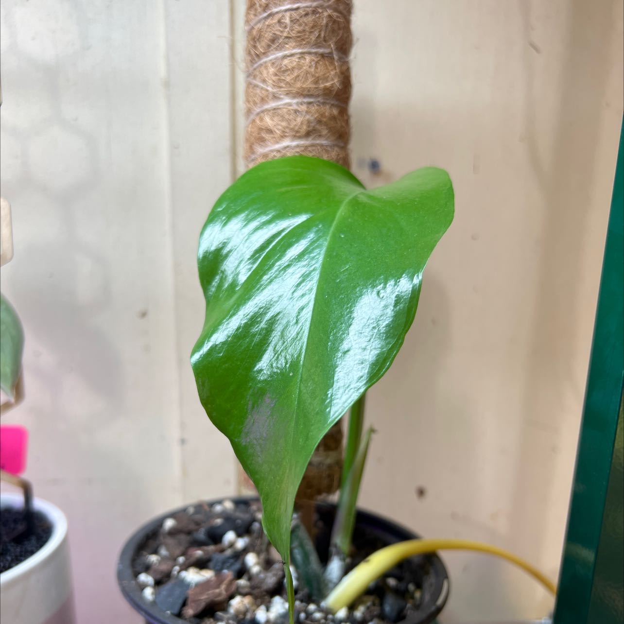 A healthy Skeleton Key Pothos plant with a glossy green leaf in a pot.