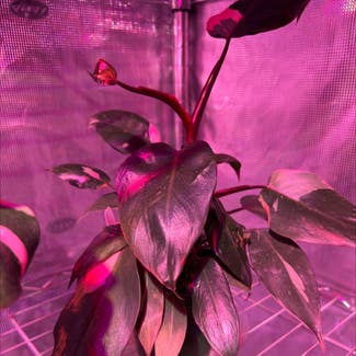 Pink Princess Philodendron plant in Somewhere on Earth