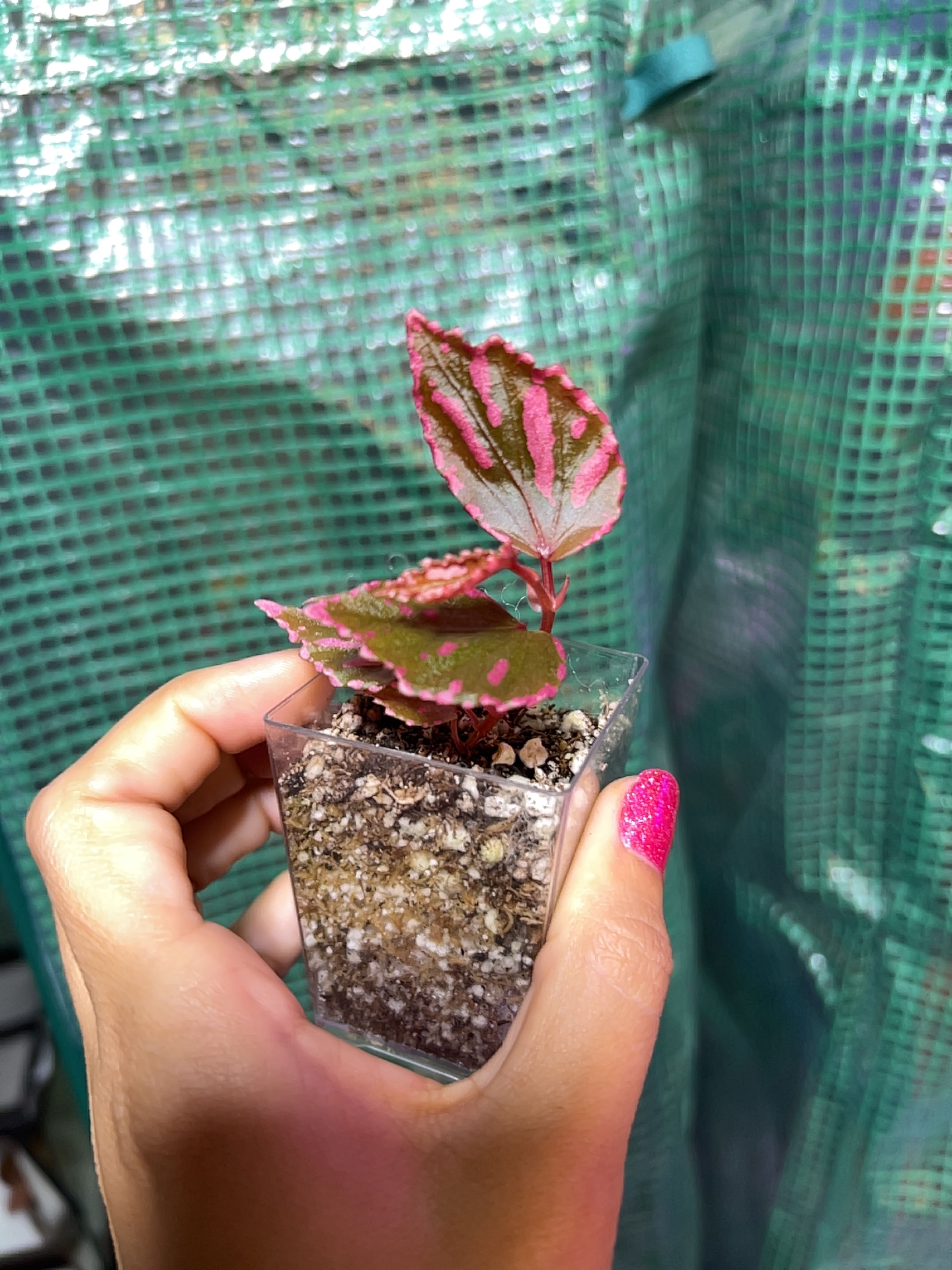 Photo of the plant species Begonia 'Julau' by @Theplantypony named Juju on Greg, the plant care app