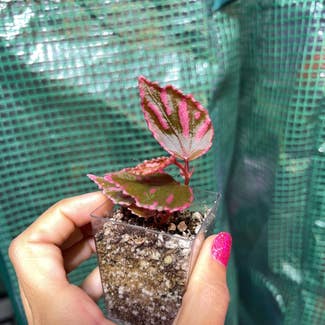 Begonia 'Julau' plant in Somewhere on Earth